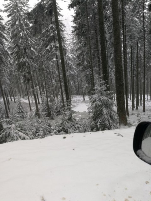 Bringtreueprüfung in Mürzzuschlag